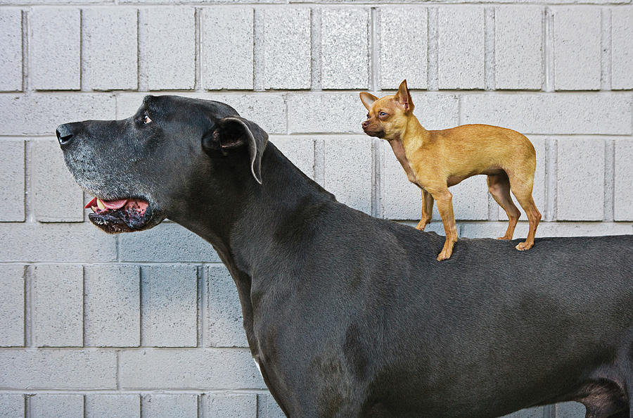 Chihuahua On Great Danes Back Photograph by Brand X Pictures