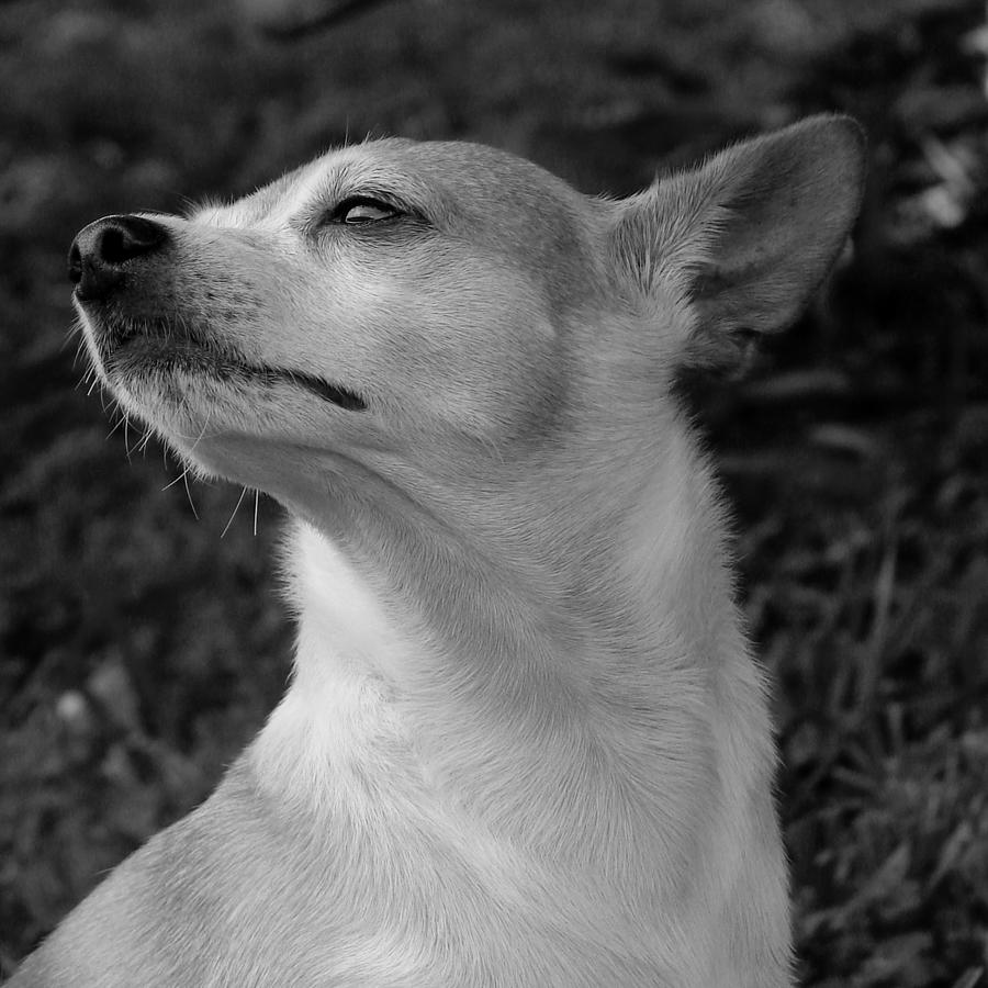 Arts Digital Art - Chihuahua Portrait 17 by Miss Pet Sitter