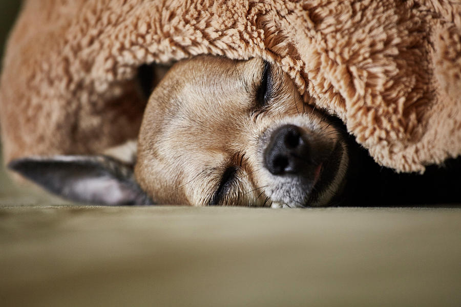 Animal Digital Art - Chihuahua Sleeping Underneath Blanket On Couch by Matt Hoover Photo