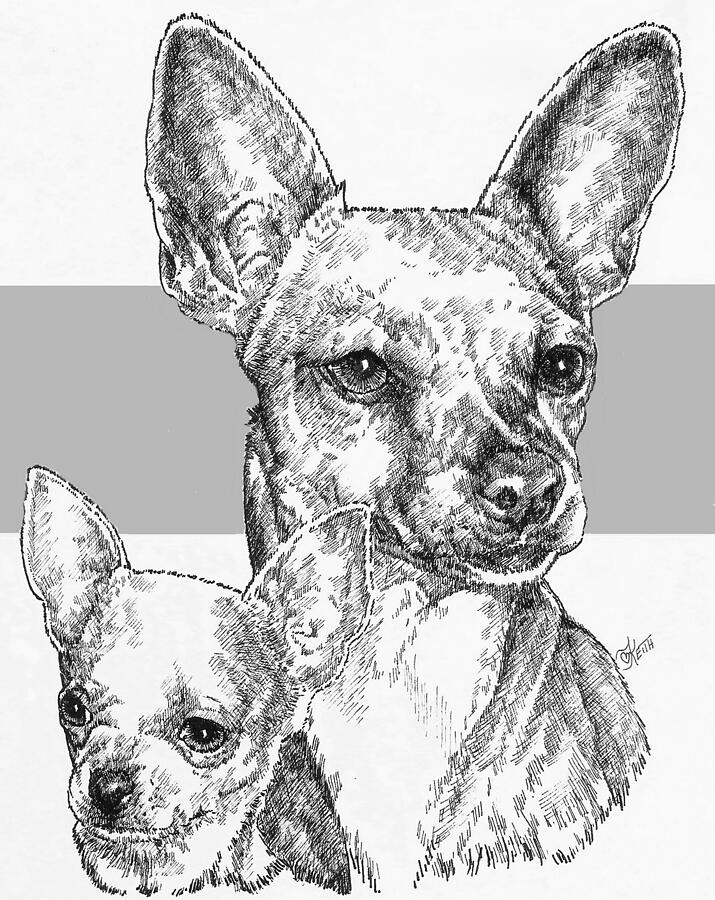 Chihuahua - Smooth Coat - and Pup Drawing by Barbara Keith