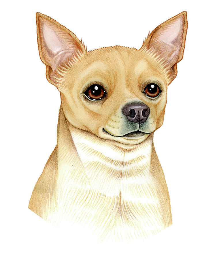 Animal Mixed Media - Chihuahua by Tomoyo Pitcher