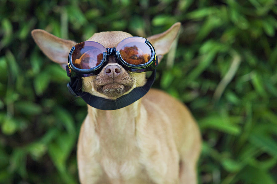 Chihuahua Wearing Goggles Photograph by Brand X Pictures