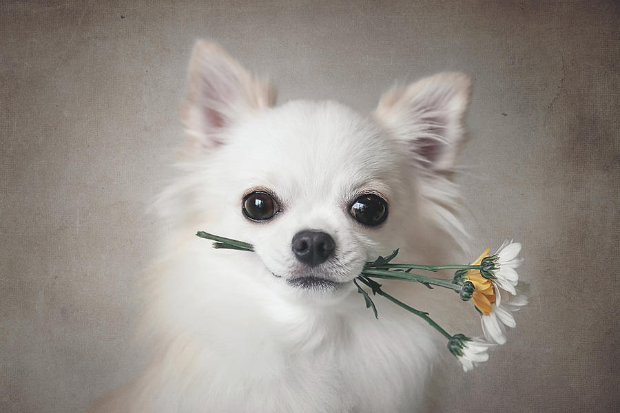 Flower Photograph - Chihuahua With Flowers by Lienjp