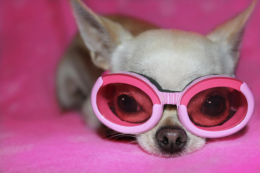 goggles for chihuahuas