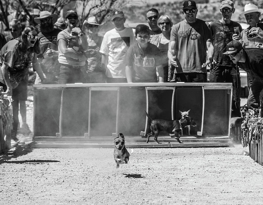 Chihuahuan Challenge No.1 Photograph by Al White