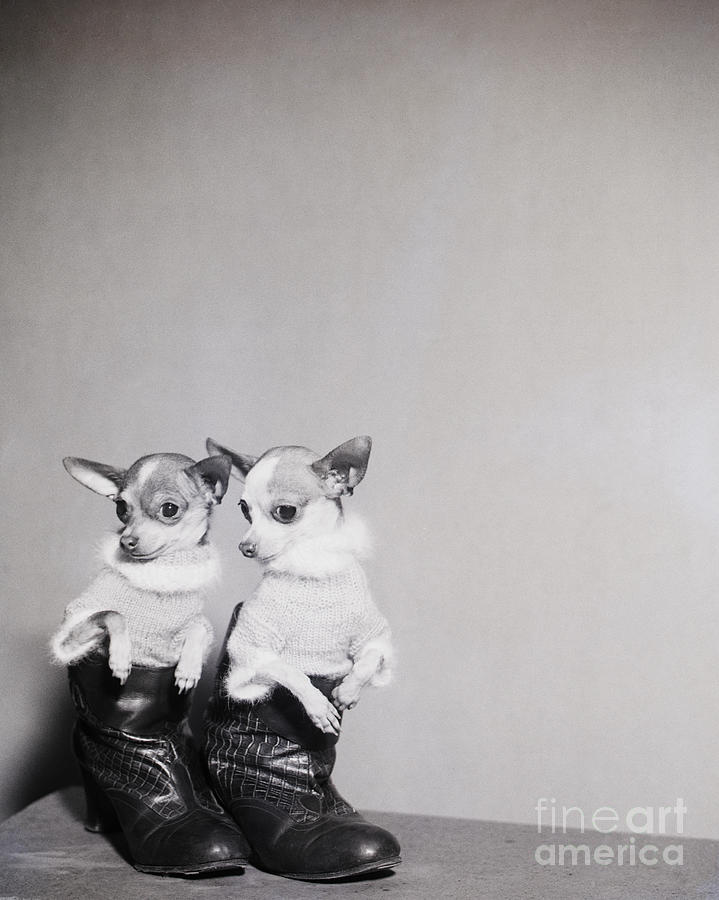 Chihuahuas In Shirts, Boots Photograph by Bettmann
