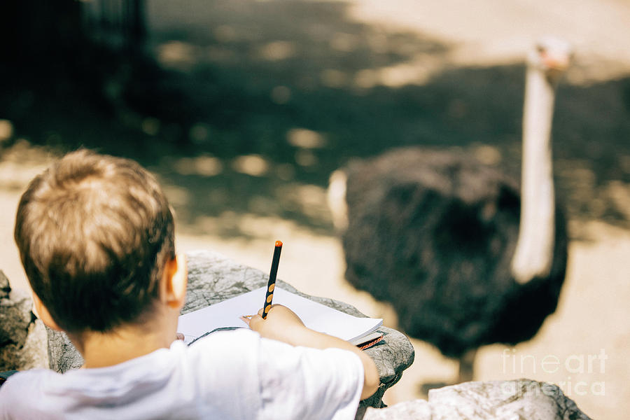 Child Drawing An Ostrich Photograph by Science Photo Library Child Drawing An Ostrich Photograph by Science Photo Library