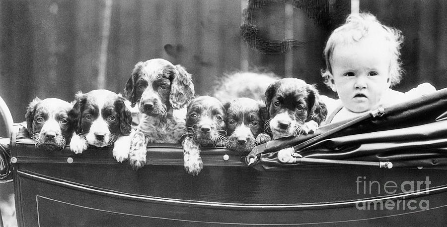 Child In Stroller With Six Spaniel Photograph by Bettmann