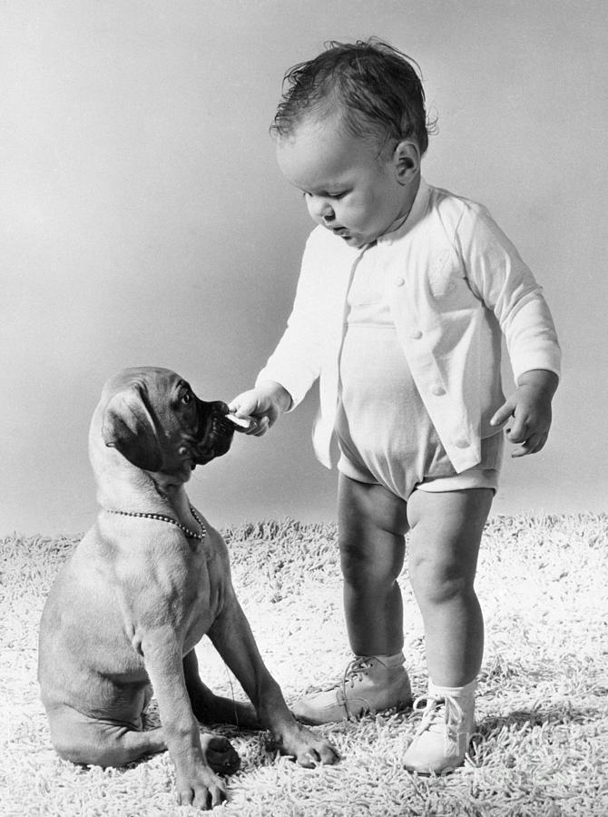 Child Playing With Dog Photograph by Bettmann