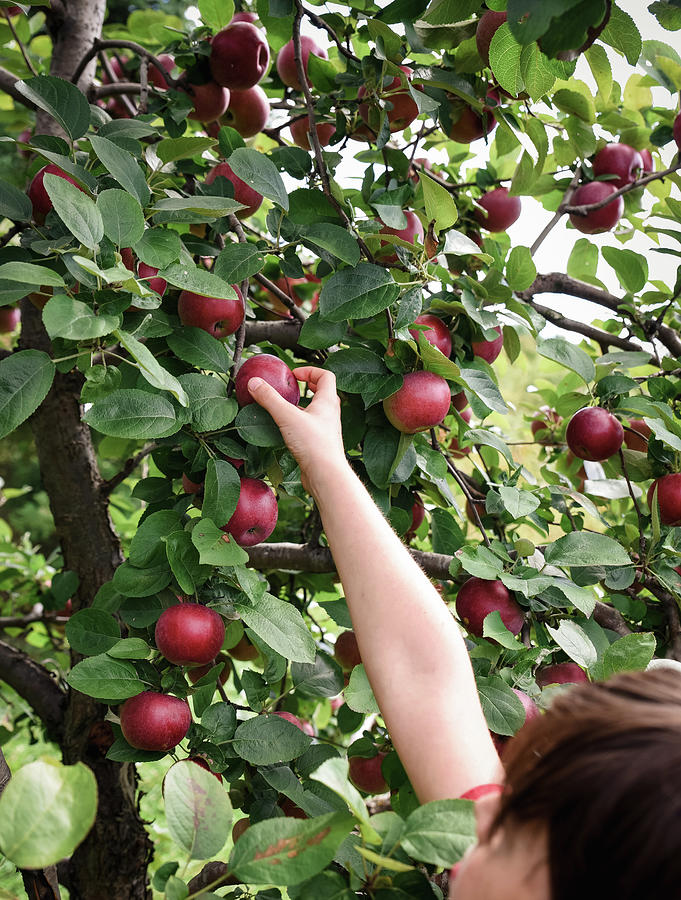 Child Reaching To Pick An Apple From A Tree In An Orchard. Photograph ...