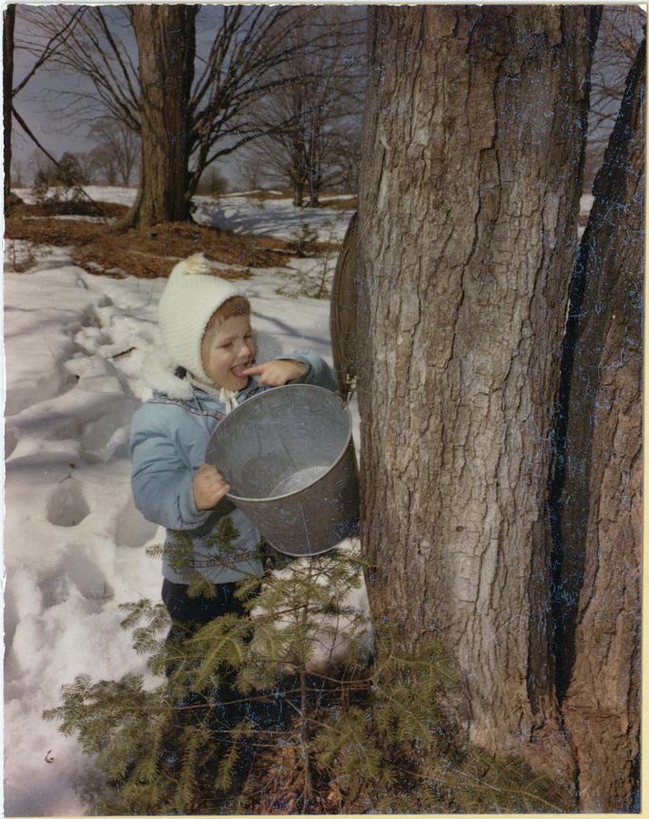 Up Movie Painting - Child tasting maple sap in the maple sugar bush   Bobcaygeon by Celestial Images