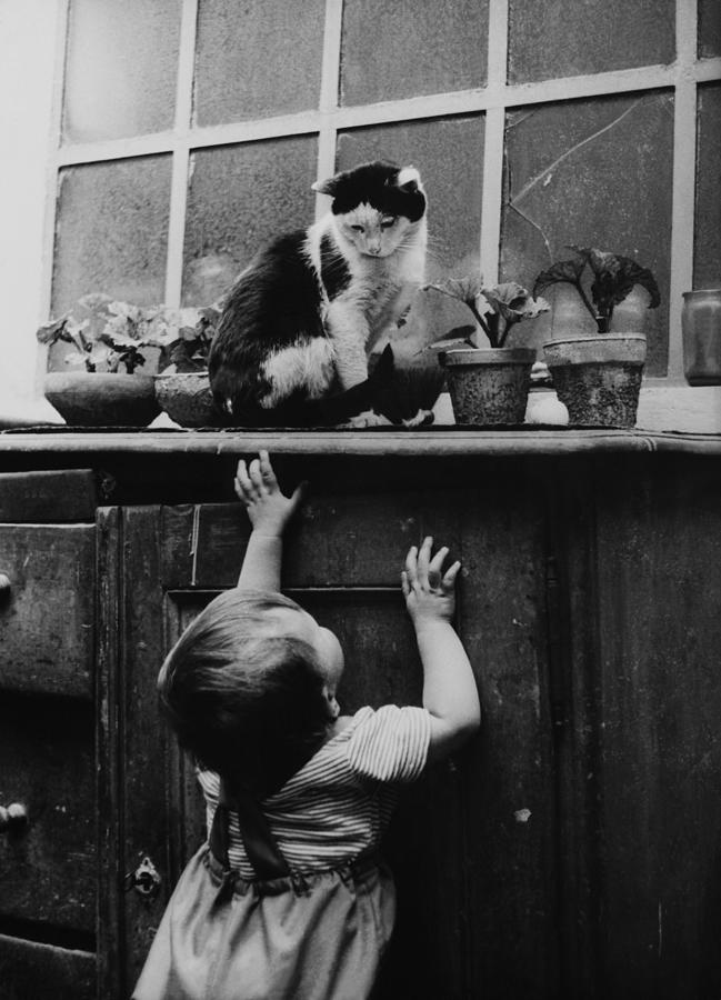 Child Trying To Reach The Cat Photograph by Keystone-france
