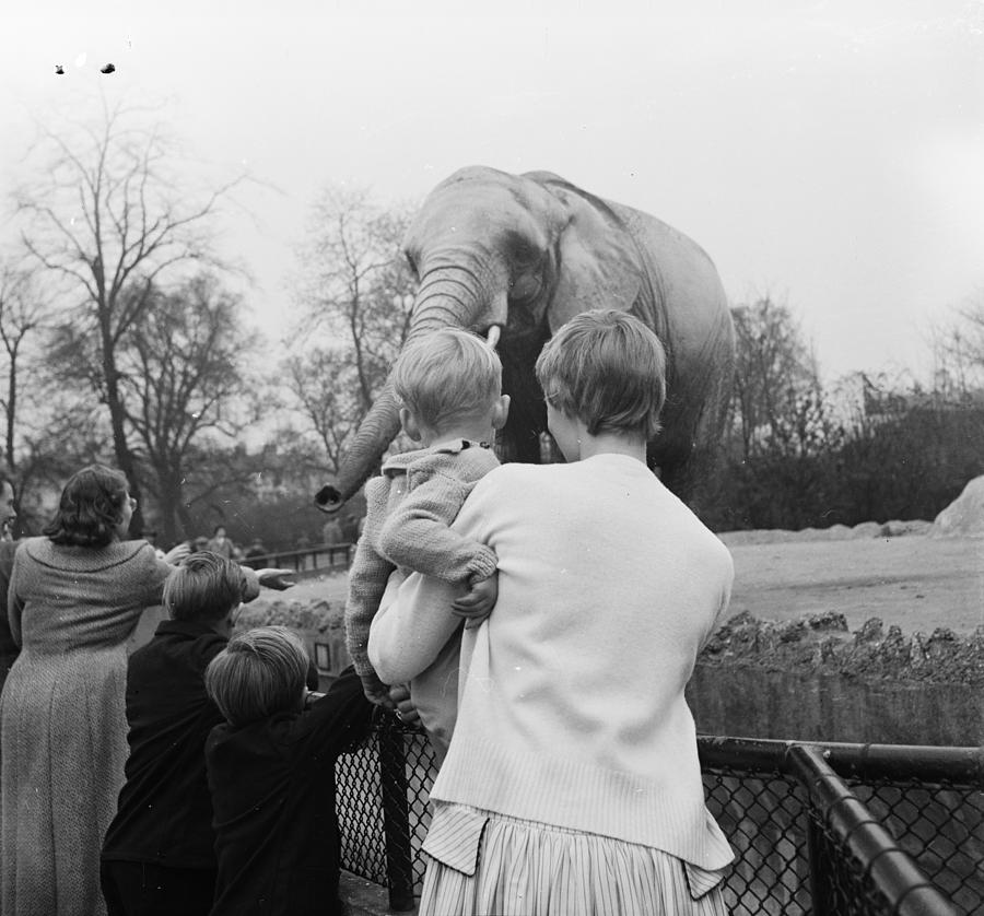 Childrens Zoo Photograph by Chaloner Woods