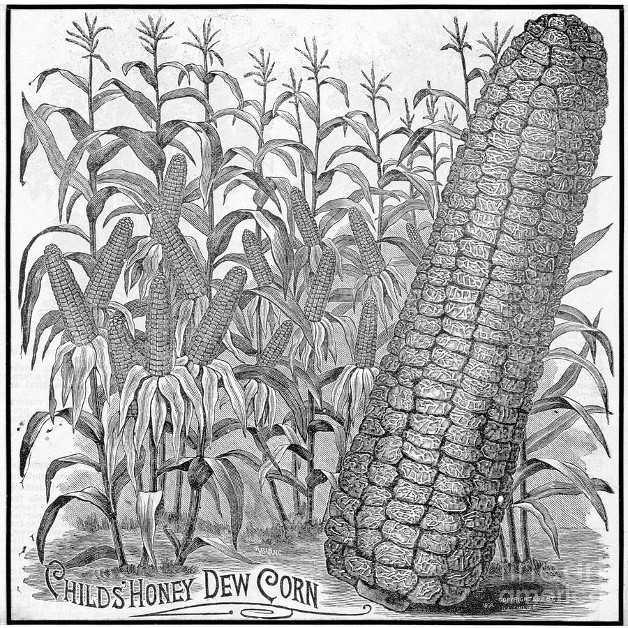 Childs Honey Dew Corn Advertisement Photograph by Bettmann