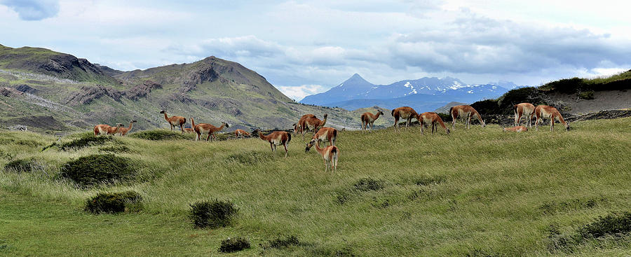 Chile - Patagonia - Guanaco Grazing Photograph by Jeremy Hall