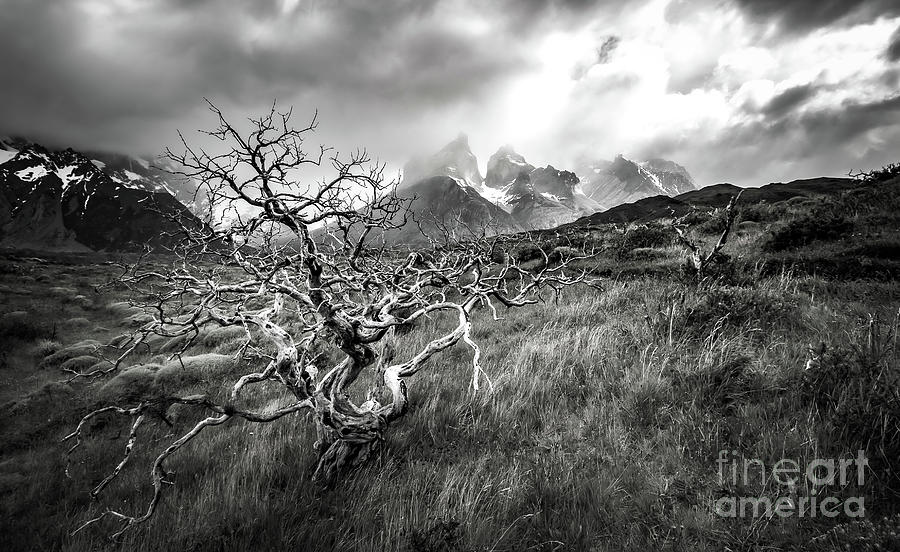 Torres Del Paine National Park Photograph - Chile Valley Too by Phil Cappiali Jr
