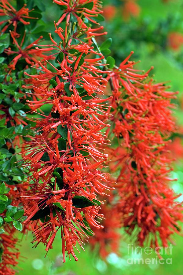 Chilean Fire Bush (embothrium Coccineum) Photograph by Dr Keith Wheeler/science Photo Library