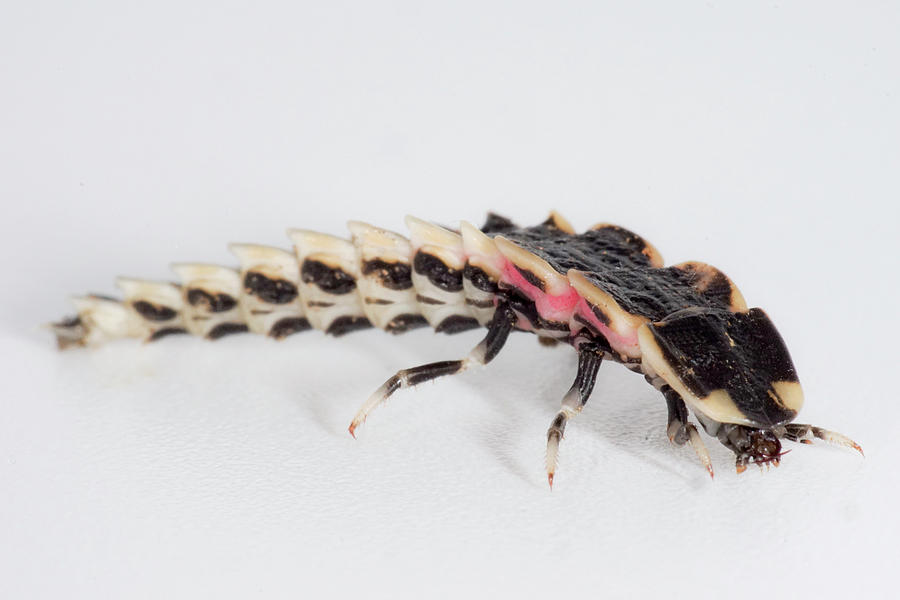 Chilean Firefly Larva Photograph by Dante Fenolio