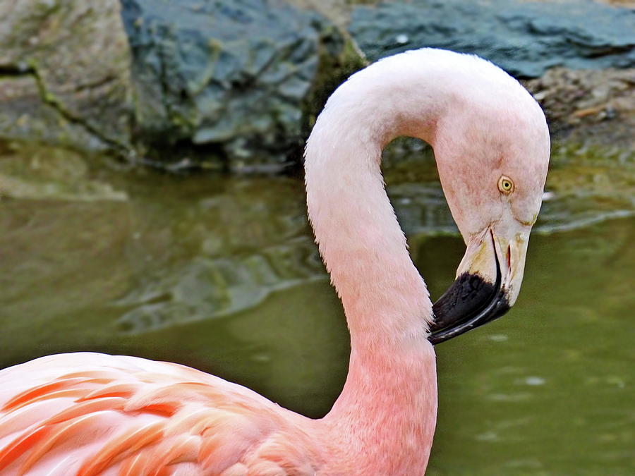 Chilean Flamingo Photograph by Lyuba Filatova