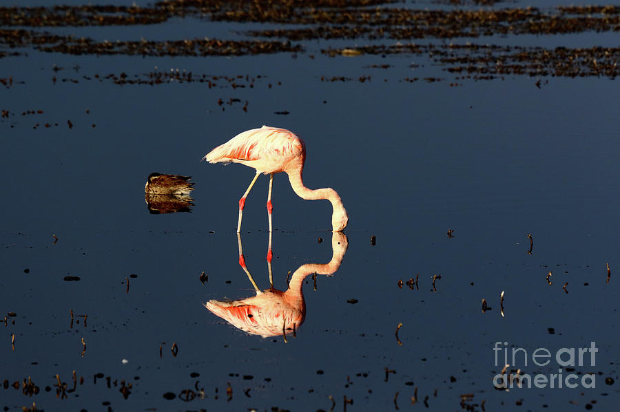 Flamingo Photograph - Chilean Flamingo Reflections by James Brunker