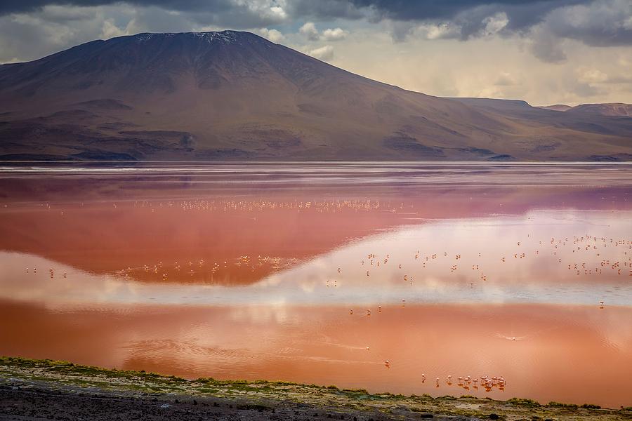 Landscape Photograph - Chilean Flamingos And Laguna Colorada by Travelart