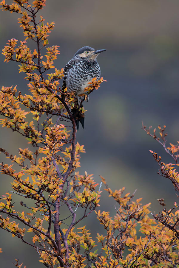 Chilean Flicker In Autumn Photograph by Patrick Nowotny