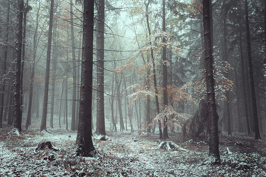 Chill In Wintry Woods Photograph