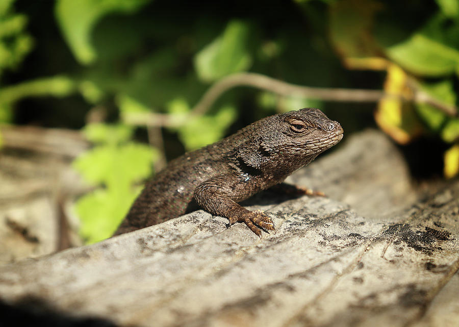 Chill Lizard Photograph by Morgan Wright