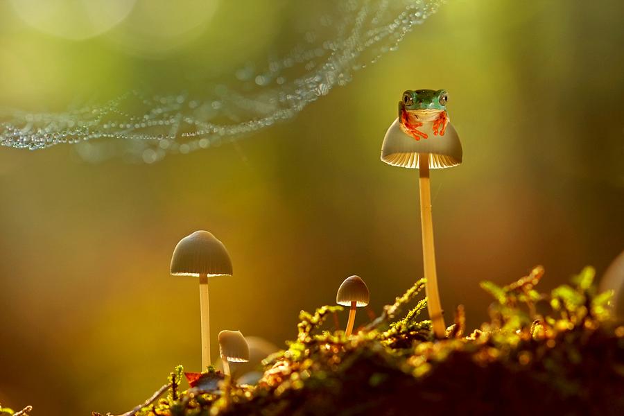 Mushroom Photograph - Chill by Wil Mijer