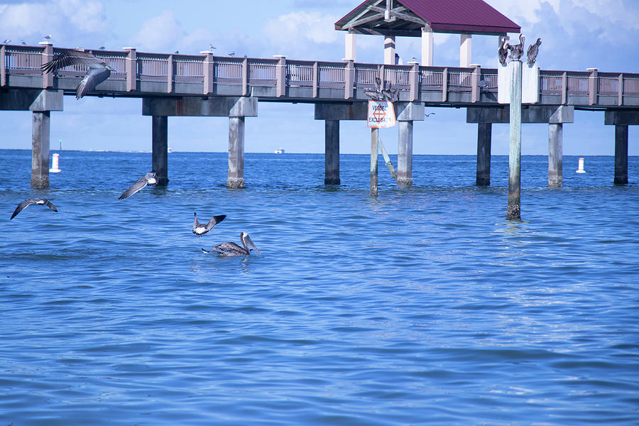 Chilling at the Pier by Linda Ritlinger Chilling at the Pier by Linda Ritlinger