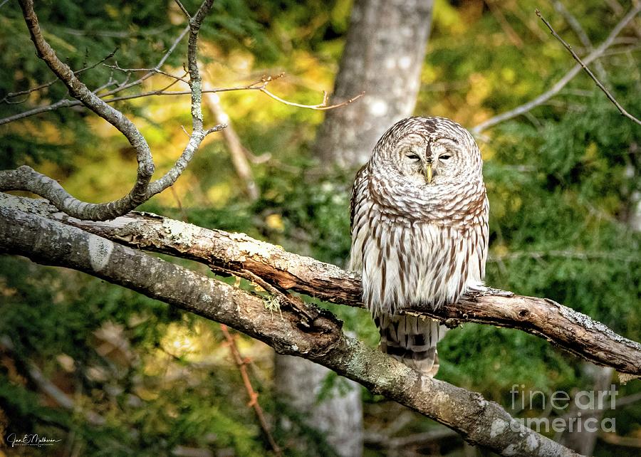 Chilling Out - Owl Photograph by Jan Mulherin