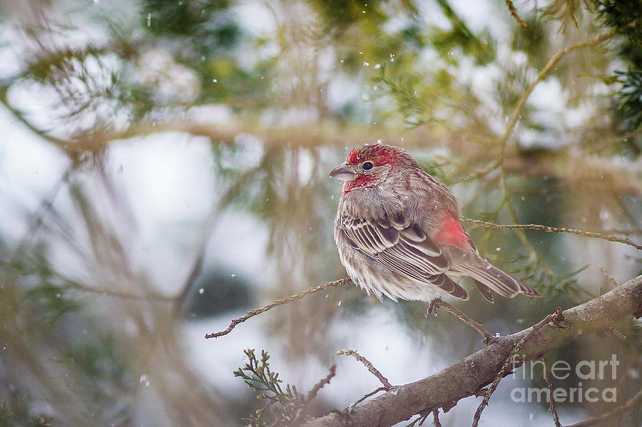 Chilly Finch Photograph by Kathy Sherbert