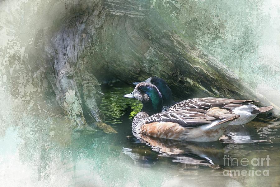 Chiloe Wigeons Mixed Media by Eva Lechner