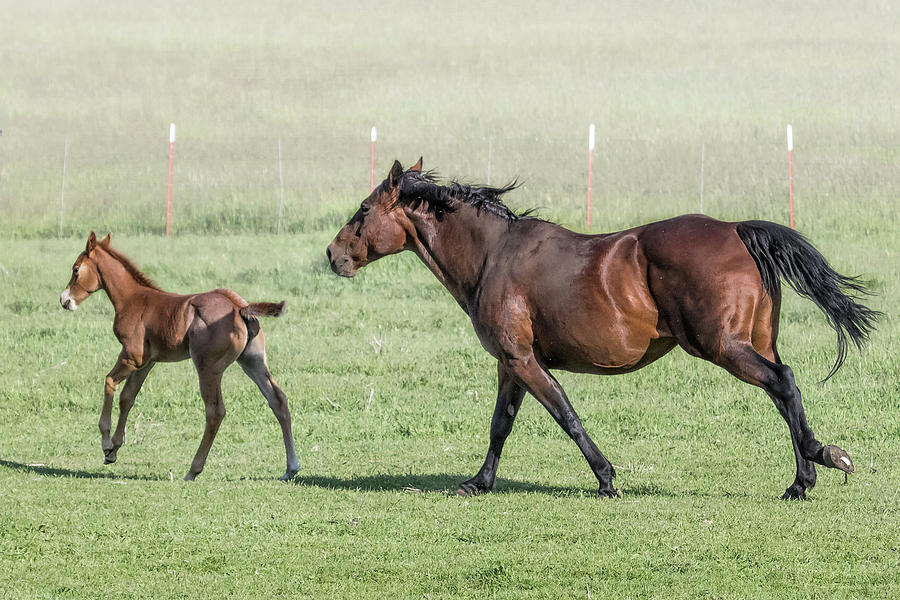 Chiloquin Mare and Filly Running, No. 1 by Belinda Greb Chiloquin Mare and Filly Running, No. 1 by Belinda Greb