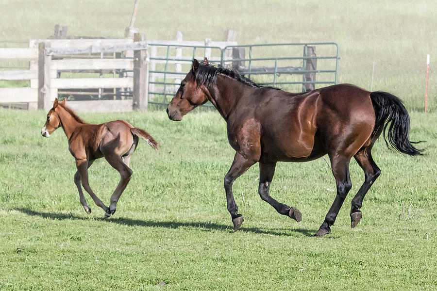 Chiloquin Mare and Filly Running, No. 2 by Belinda Greb Chiloquin Mare and Filly Running, No. 2 by Belinda Greb