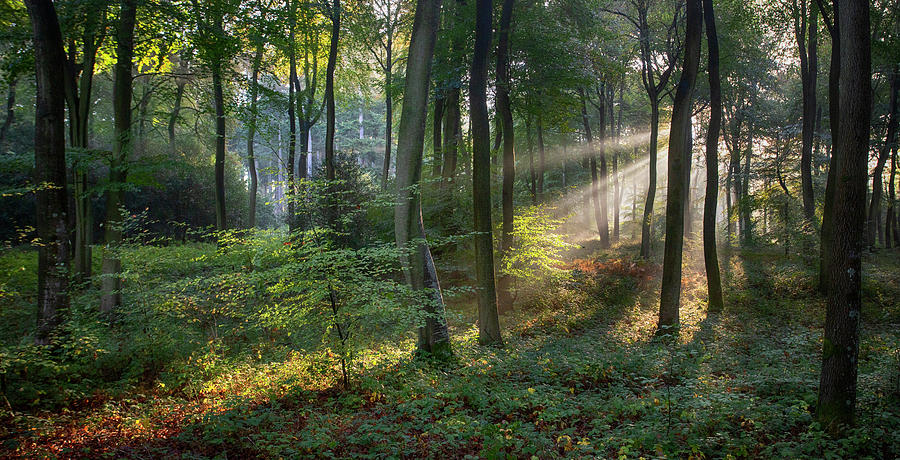 Chiltern Morning Woods Photograph by Ceri Jones - Pixels