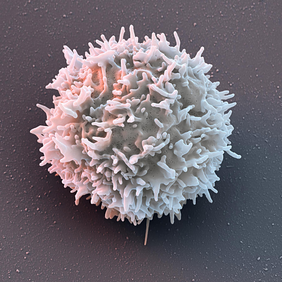 Chimeric Antigen Receptor Car Cell, Sem Photograph by Meckes/ottawa