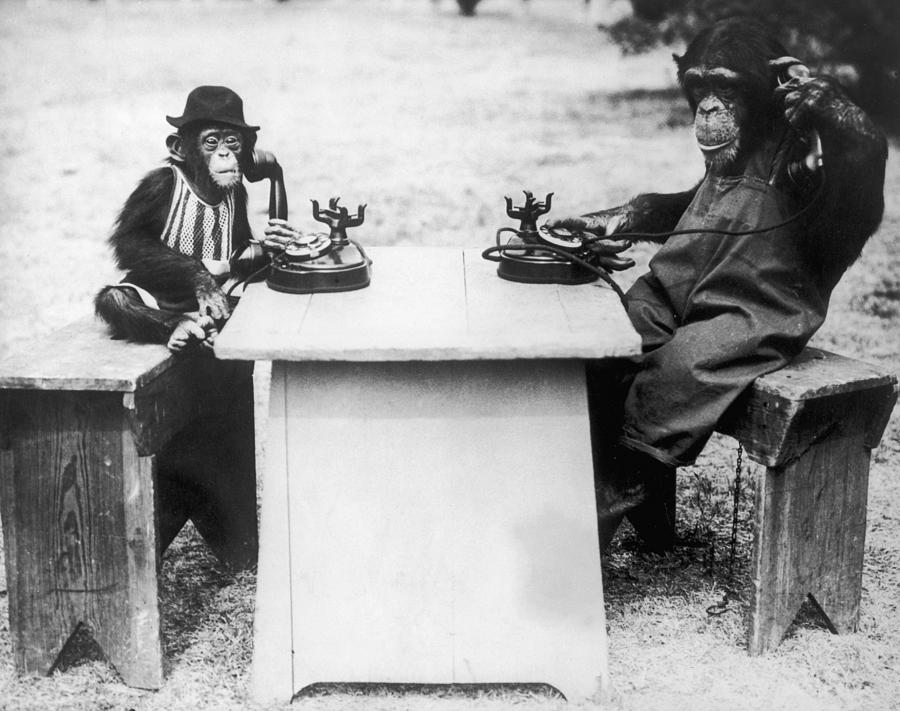 Chimp Chat Photograph by Fpg