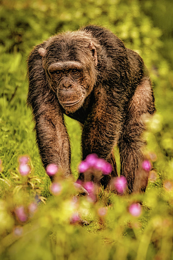 Chimp by Chris Boulton Chimp by Chris Boulton
