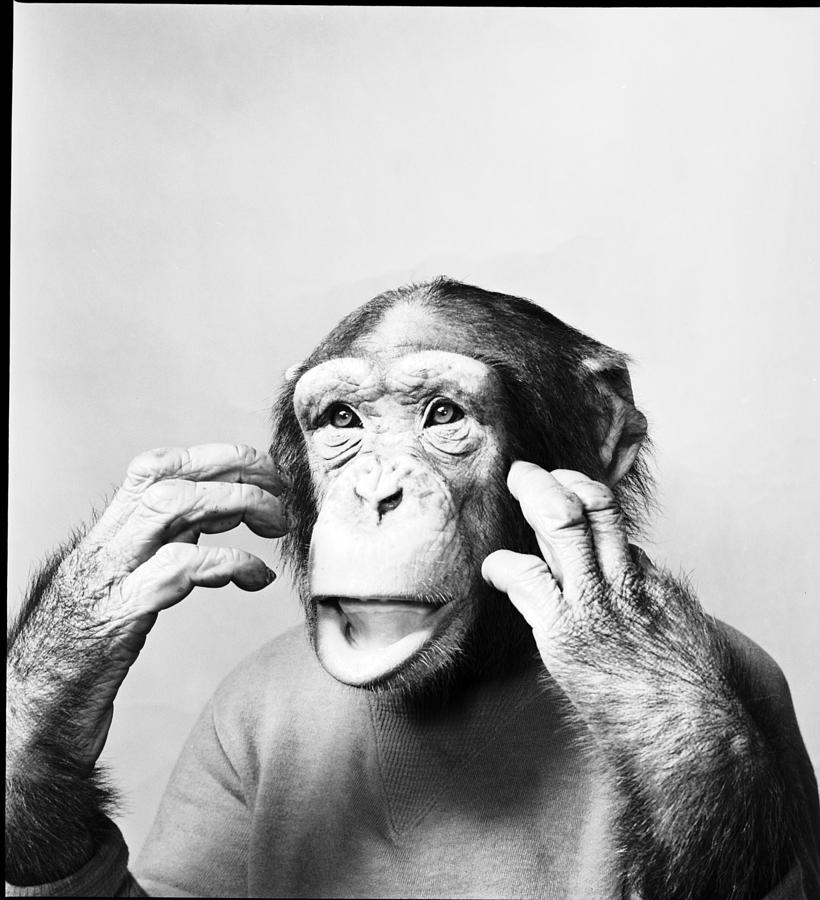 Chimp In T-shirt Photograph by Bert Hardy Advertising Archive