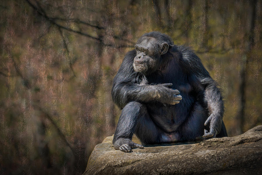 Tree Photograph - Chimp On The Rocks by Ed Esposito