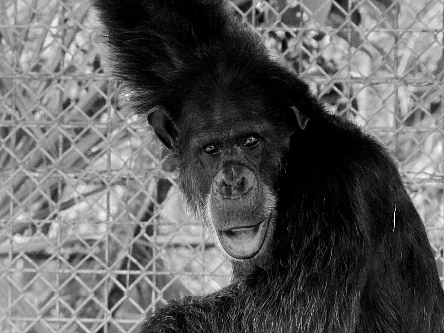 white chimpanzee black gorilla