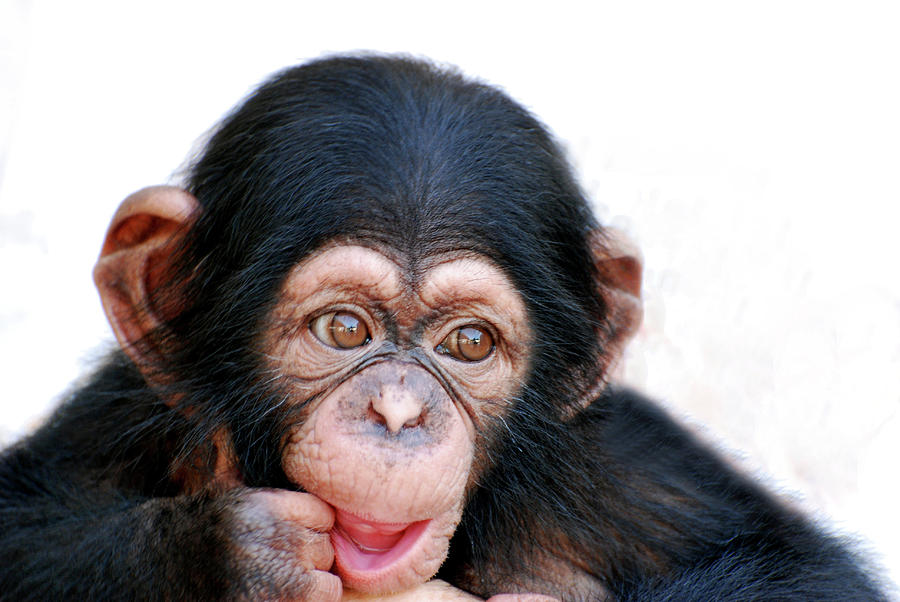 Chimpanzee Photograph by Aaa