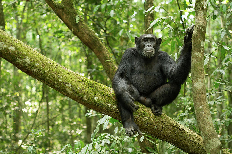 Chimpanzee Photograph by Apuuliworld
