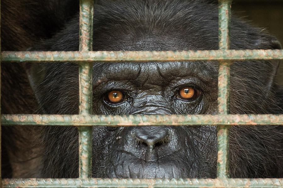 Chimpanzee At Limbe Wildlife Center Photograph by Gerry Ellis