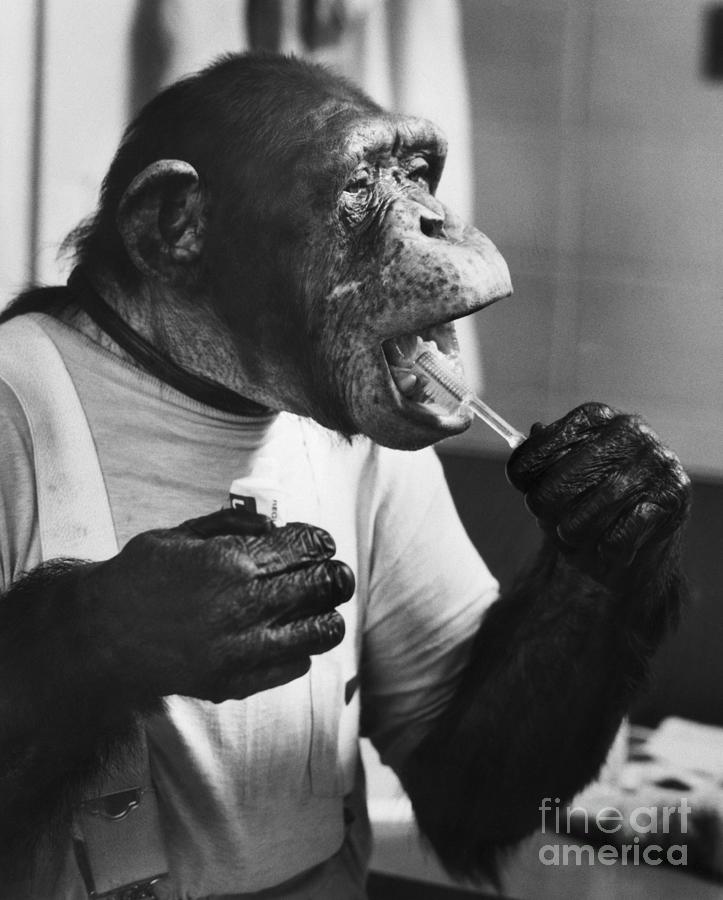 Chimpanzee Brushing His Teeth Photograph by Bettmann