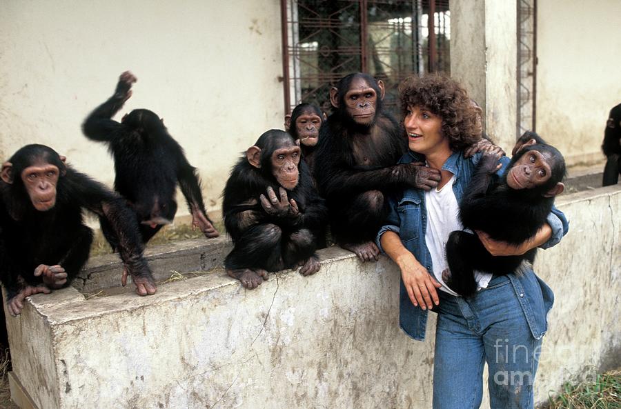 Animal Photograph - Chimpanzee Conservation Centre by Patrick Landmann/science Photo Library