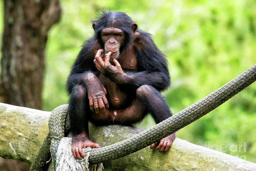 Wildlife Photograph - Chimpanzee Days by John Rizzuto