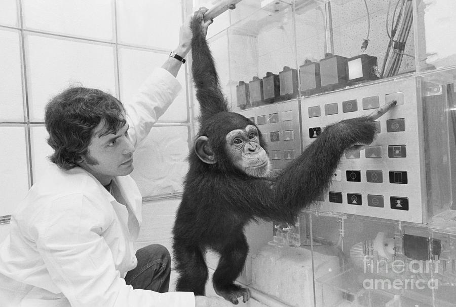 Chimpanzee Experiment Photograph by Bettmann