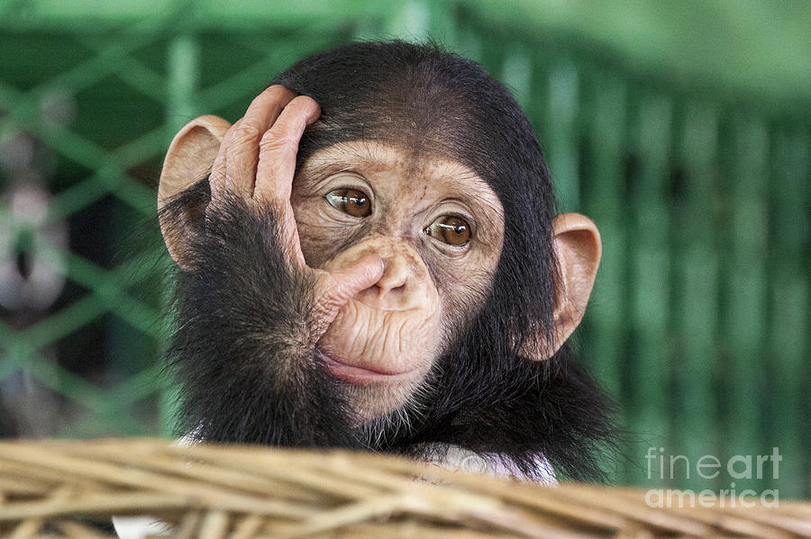 a shaved chimpanzee